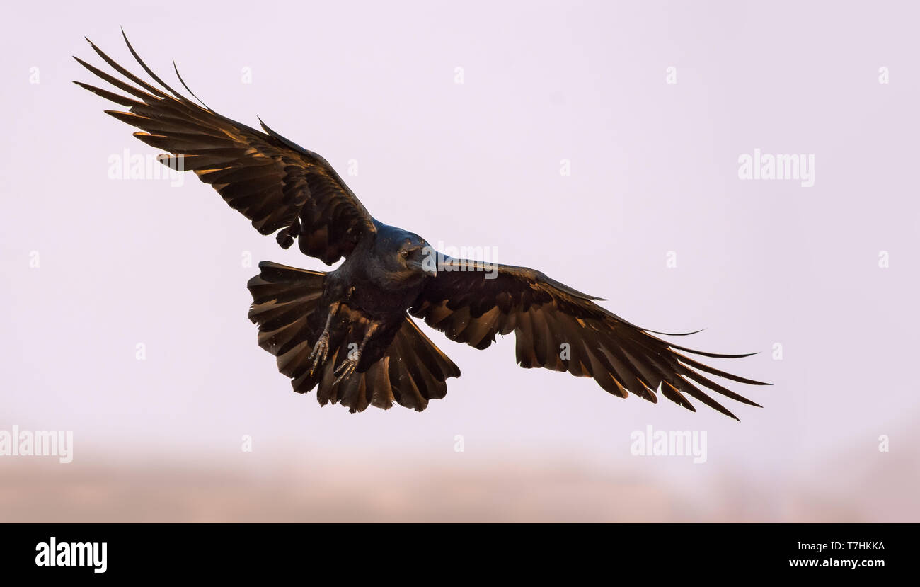 Common Raven soaring in the sky with stretched wings, legs and tail Stock Photo