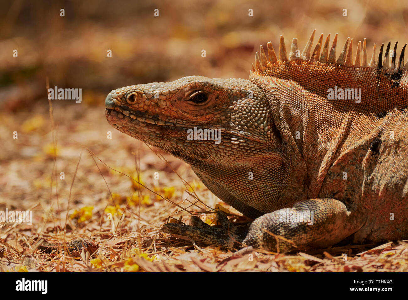 Black spiny tailed ctenosaur hi-res stock photography and images - Alamy