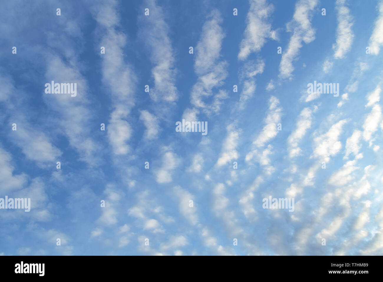 white clouds and blue sky. beautiful altocumulus undulatus clouds with blue sky. nature background. Stock Photo
