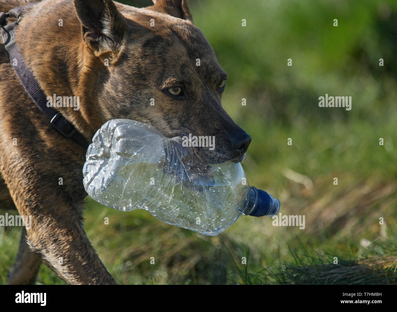Dog carrying plastic bottle hires stock photography and images Alamy