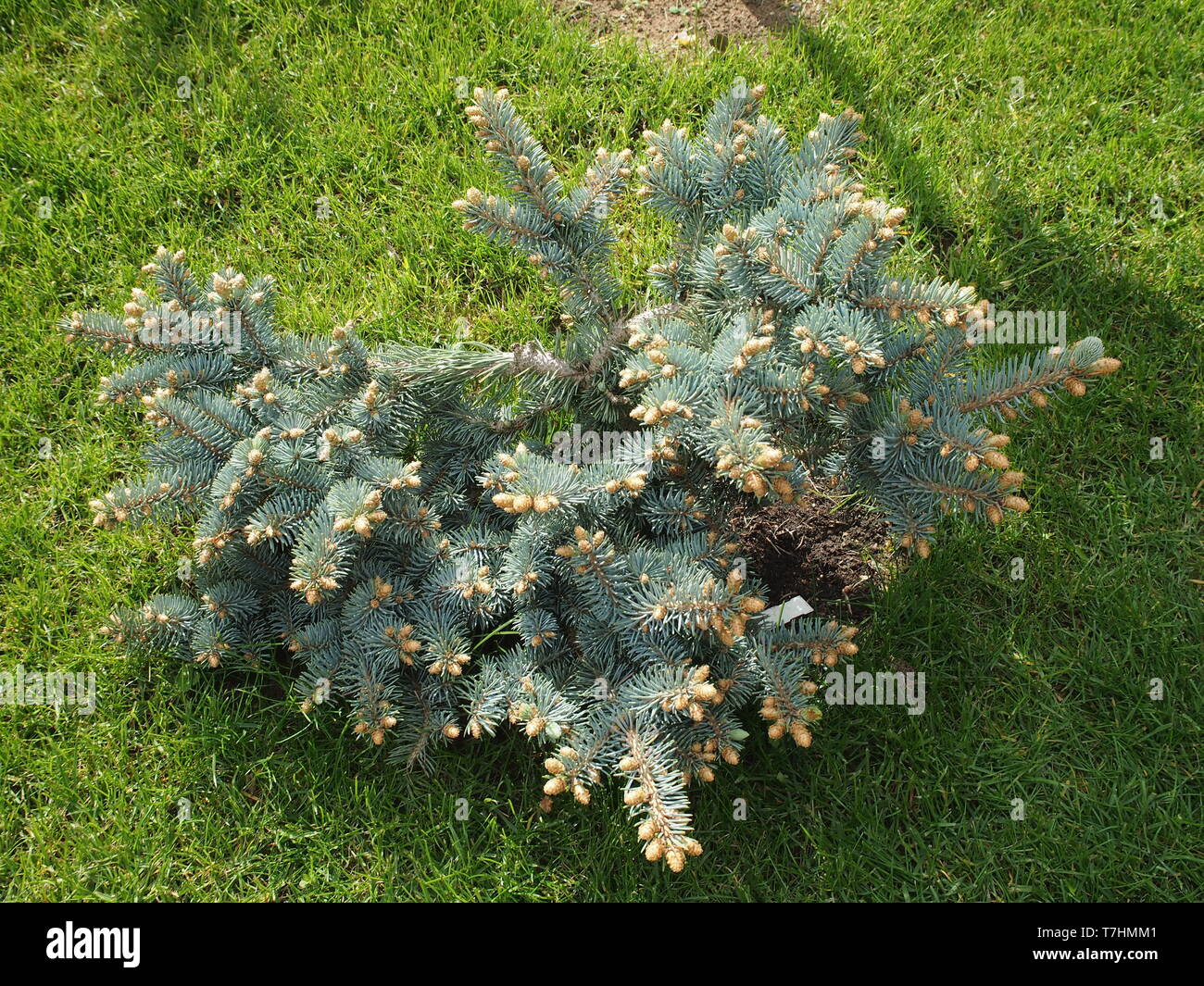 Picea pungens 'Globosa', or Colorado Spruce, pine tree or bush with glaucous blue needles Stock Photo
