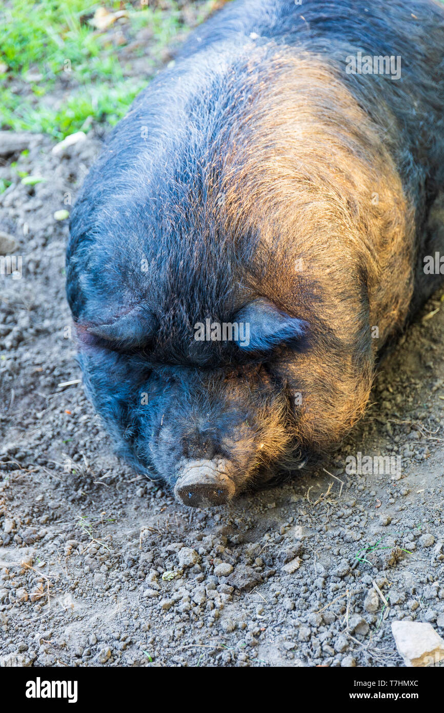 Face of hog lying on haunches in the dirt. Stock Photo