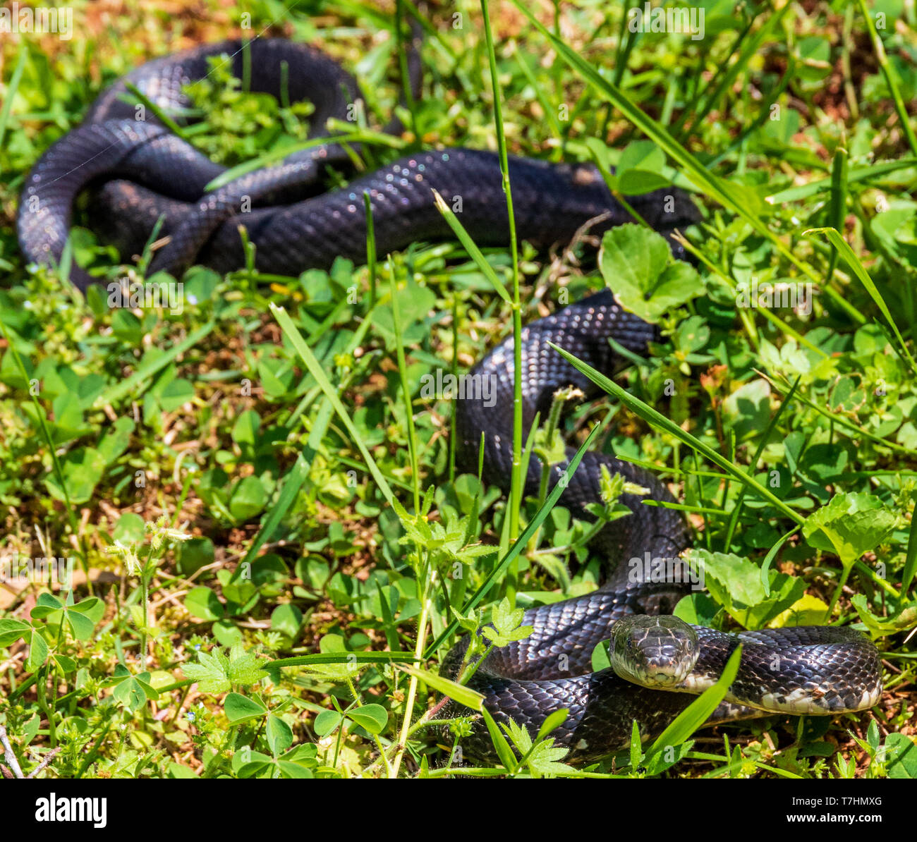 A female black rat snake, lying in grass, watching camera. Stock Photo