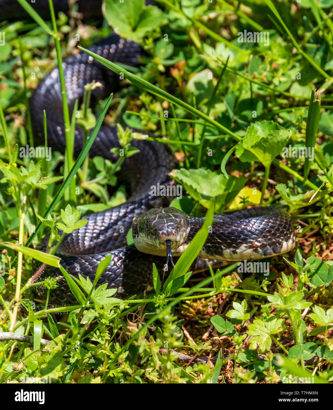 A female black rat snake, lying in grass with tongue extended. Stock Photo
