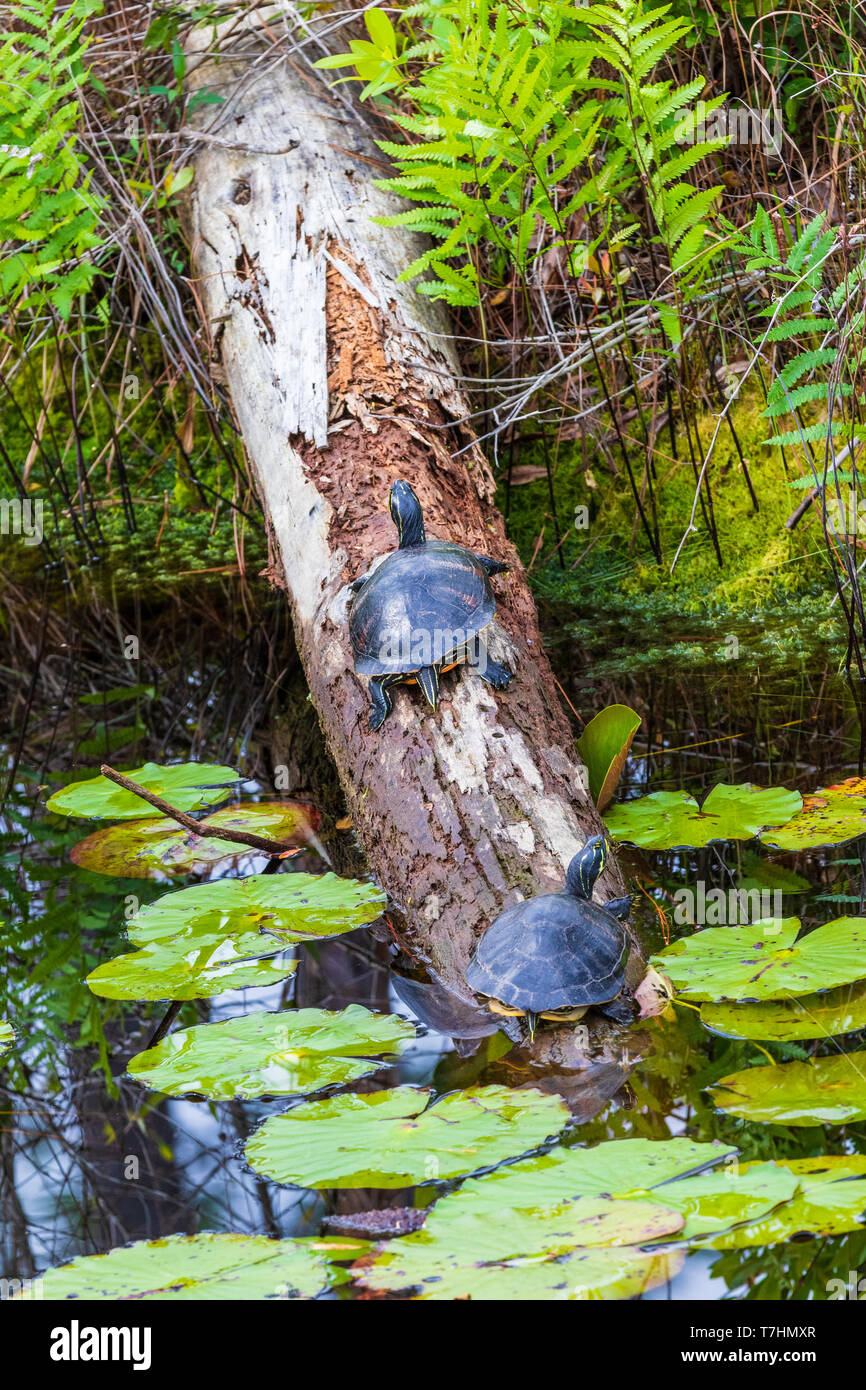 Two turtles on log in Okefenokee swamp: Species IDs are in additional info. category. (p. nelsoni & p. floridana). Stock Photo