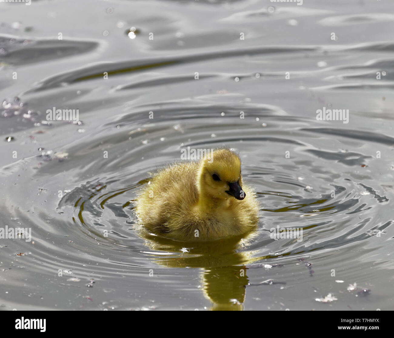 Canada goose chick Stock Photo