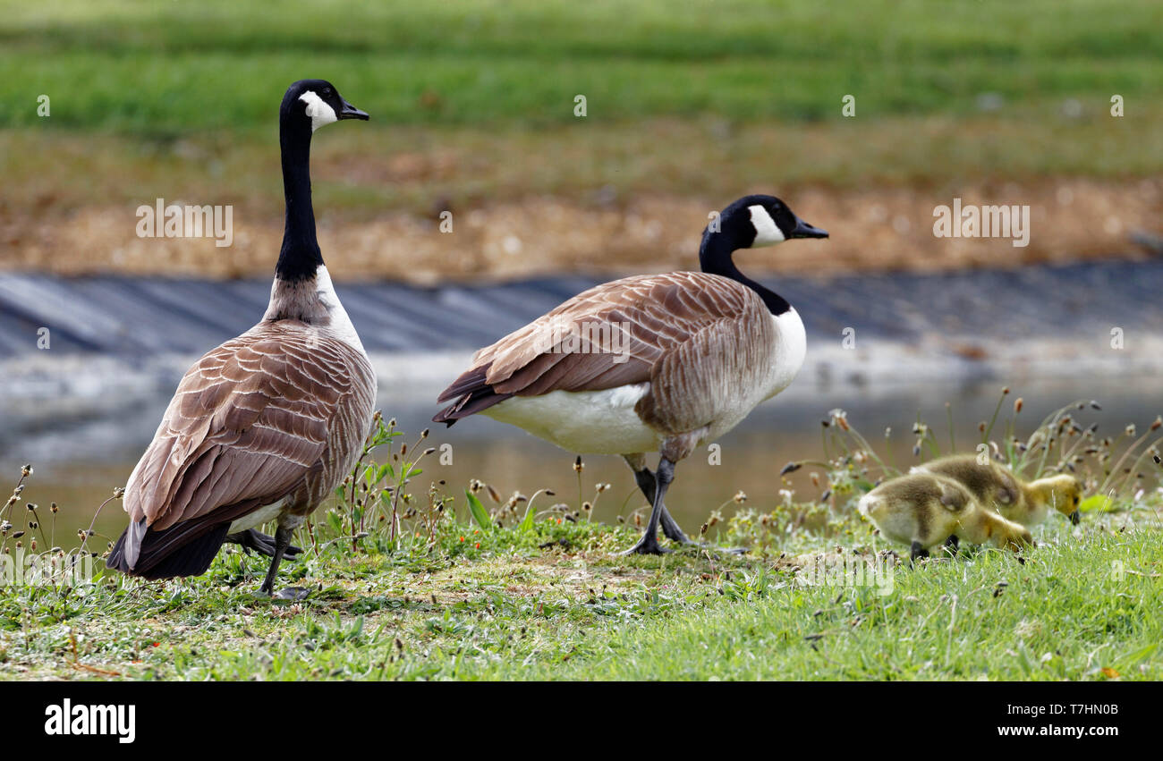 16,380 Canada Goose Stock Photos, High-Res Pictures, and Images - Getty  Images