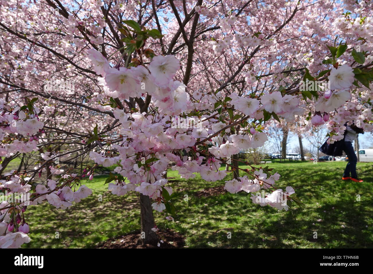 Japanese Garden Blooms In Buffalo Ny Stock Photo 245637571 Alamy