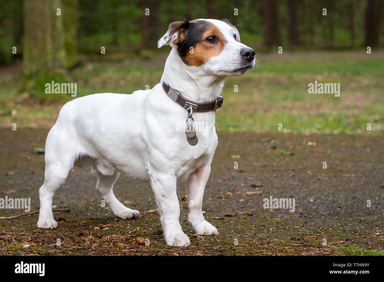 Jack Russell Terrier standing Stock Photo - Alamy