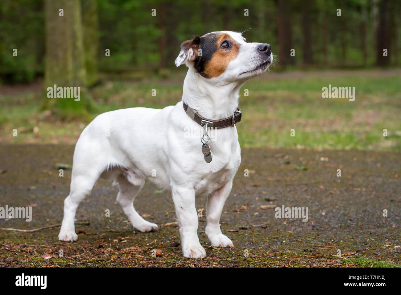 Working jack russell terrier hi-res stock photography and images - Alamy