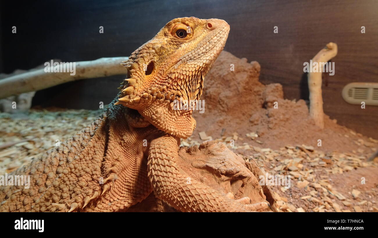 Large Bearded Dragon lying in vivarium waiting for food - Taken in Bristol Stock Photo