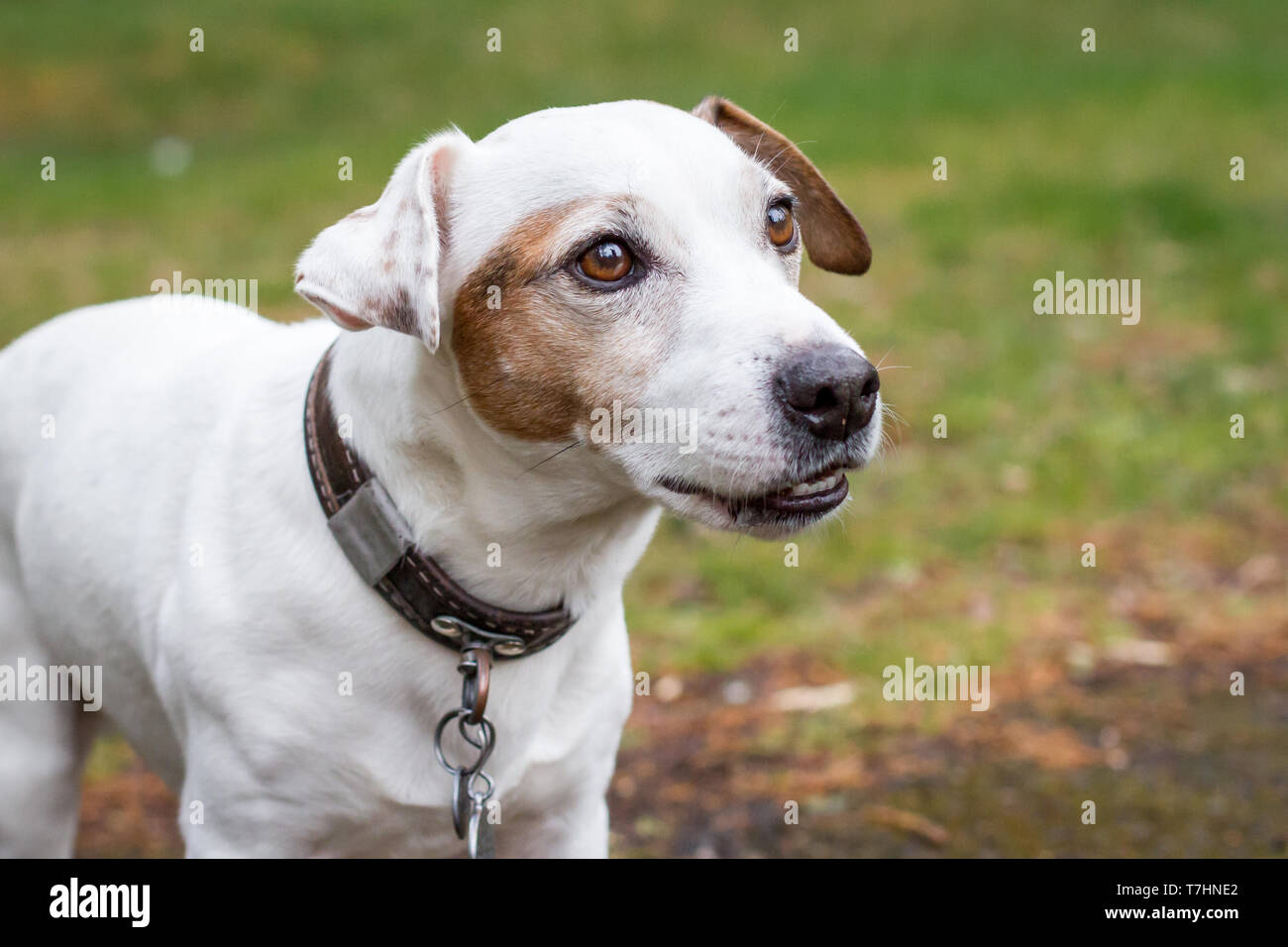 Jack russell terrier dog head hi-res stock photography and images - Alamy