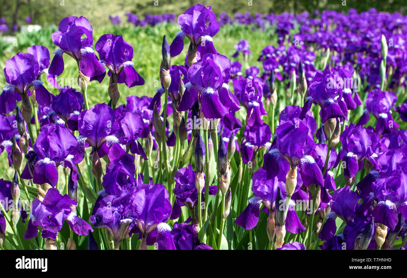 An image of a purple background of blooming irises in a park Stock