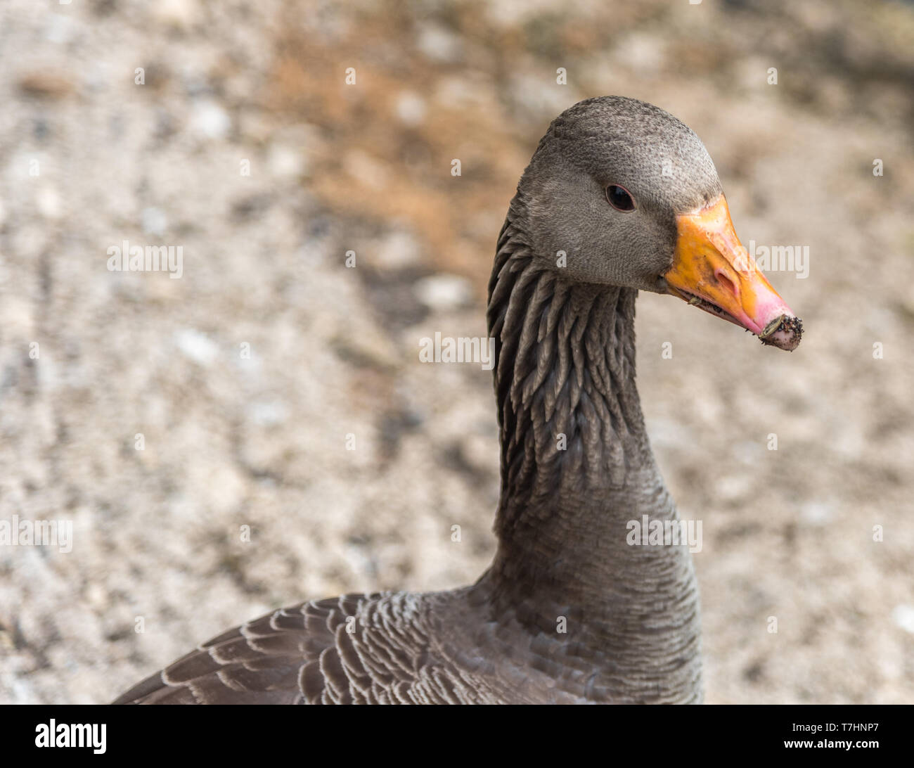 Goose looking right standing in front of gravel path Stock Photo Alamy