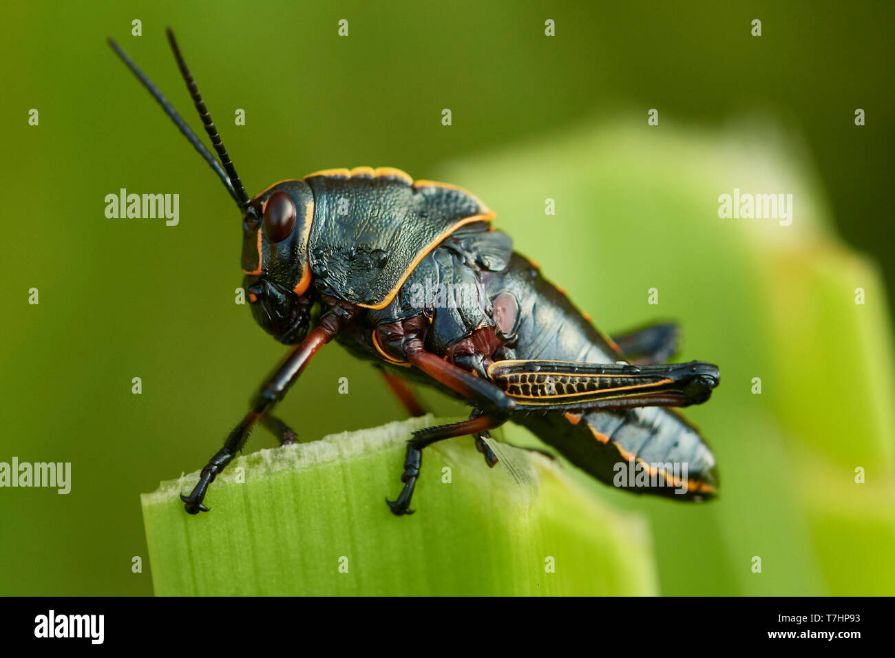 Nymph Of Eastern Lubber Grasshopper, Romalea Microptera, On Lily Leaf ...