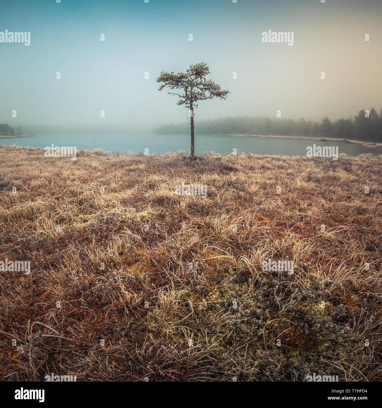 Morning hoar frost and ice on the grass and trees in Jonsvatnet area, Norway. Boreal swampy forest ground near Malvik. Stock Photo