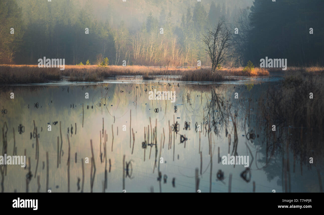 Boreal forest island hi-res stock photography and images - Alamy