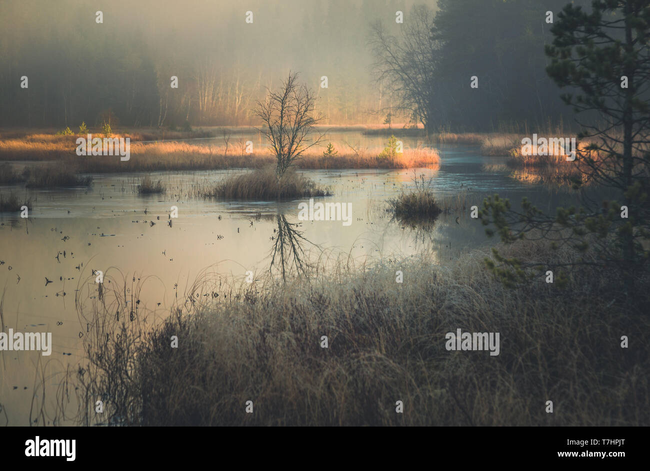 Lake boreal forest island hi-res stock photography and images - Alamy