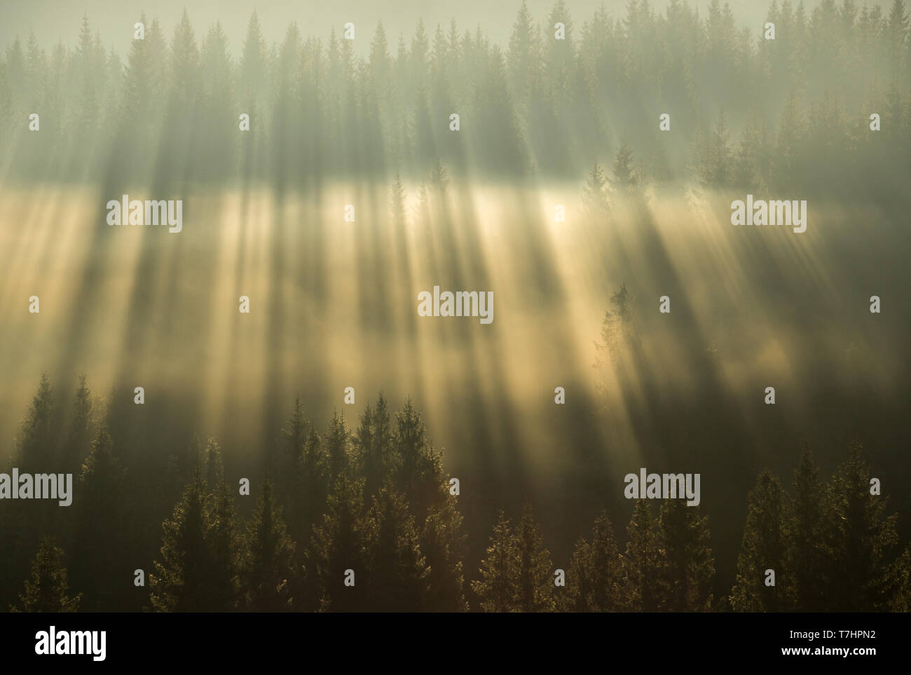 Sun rays boreal forest hi-res stock photography and images - Alamy