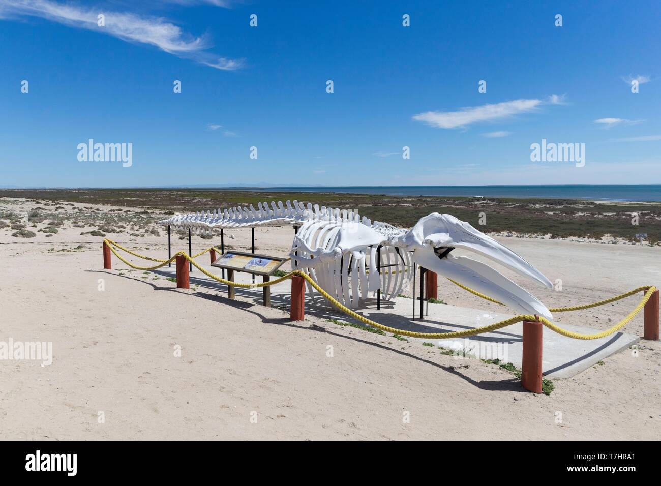 Mexico, Baja California Sur, Guerrero Negro, Ojo de Liebre Lagoon