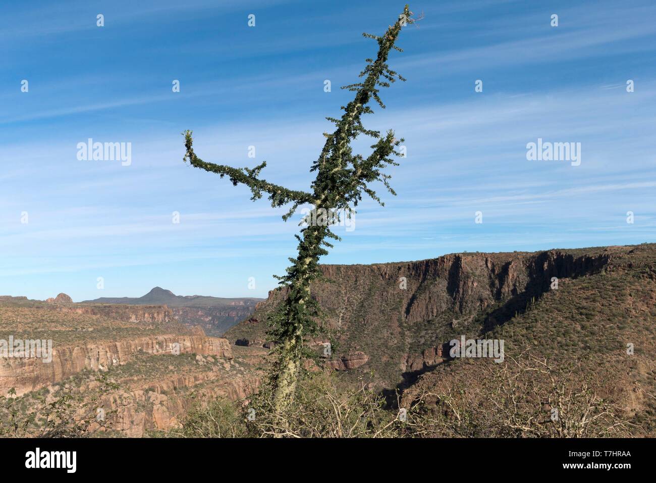 Mexico, Baja California Sur, Sierra San Francisco, semi desert