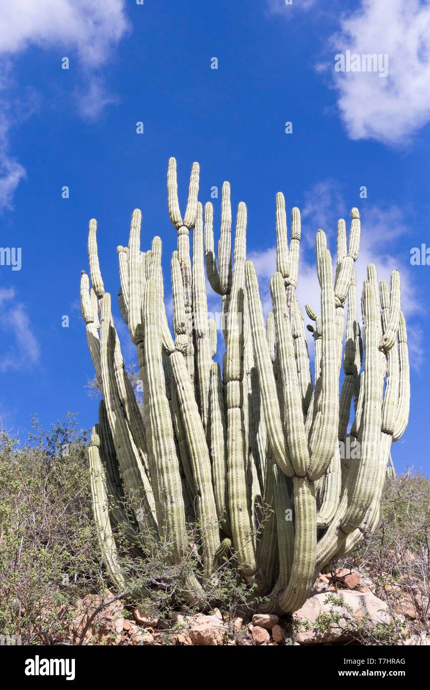 Mexico, Baja California Sur, Sierra San Francisco, semi desert