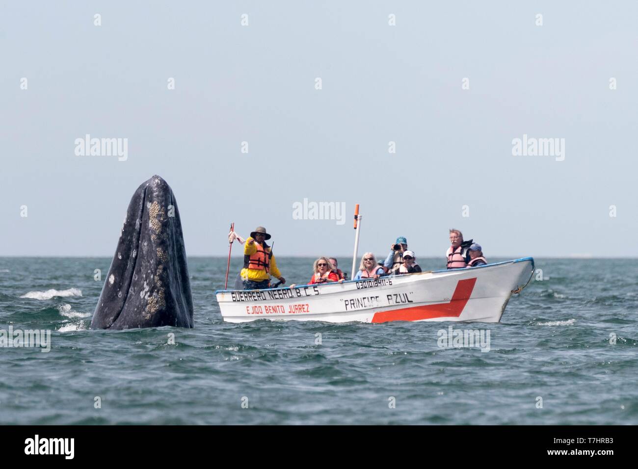 Mexico, Baja California Sur, Guerrero Negro, Ojo de Liebre Lagoon