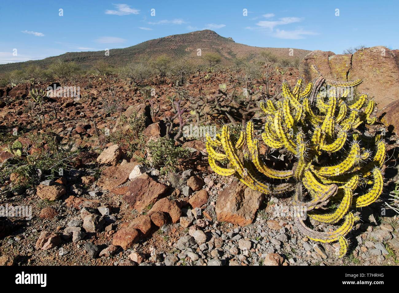Mexico, Baja California Sur, Sierra San Francisco, semi desert