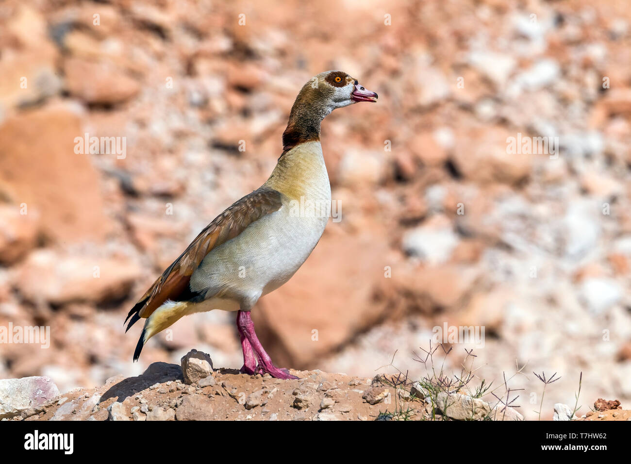 Male Egyptian Goose on his rock near Abu Simbel, Egypt. January 09, 2012. Stock Photo