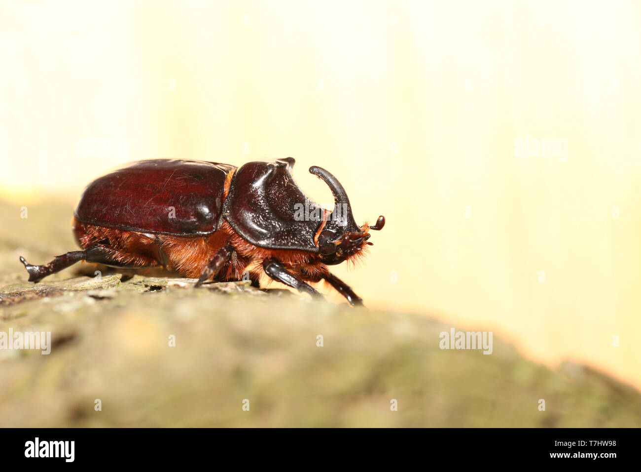 European Rhinoceros Beetle (Oryctes nasicornis Stock Photo - Alamy