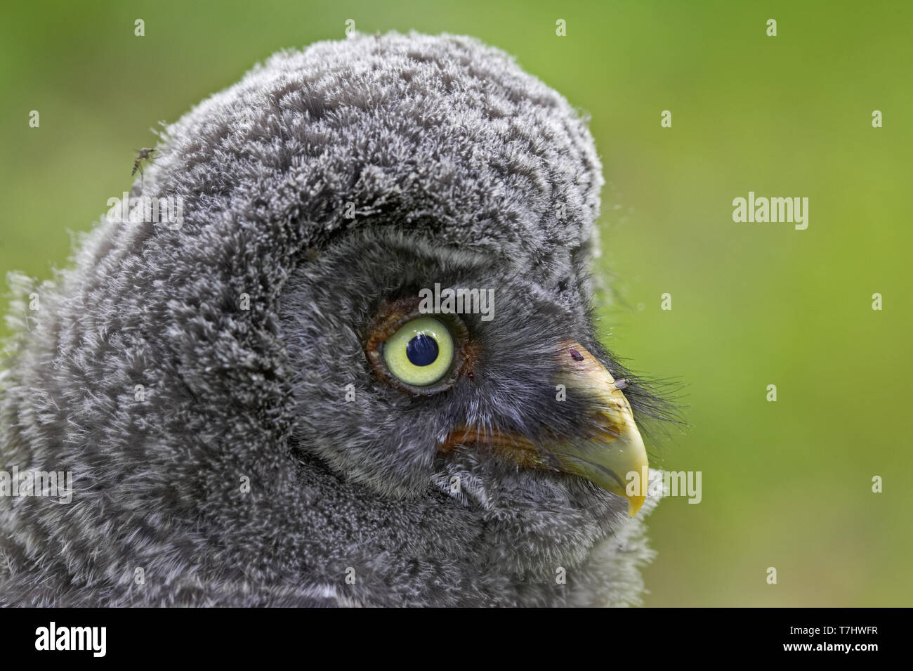 Juvenile Great Grey Owl Stock Photo