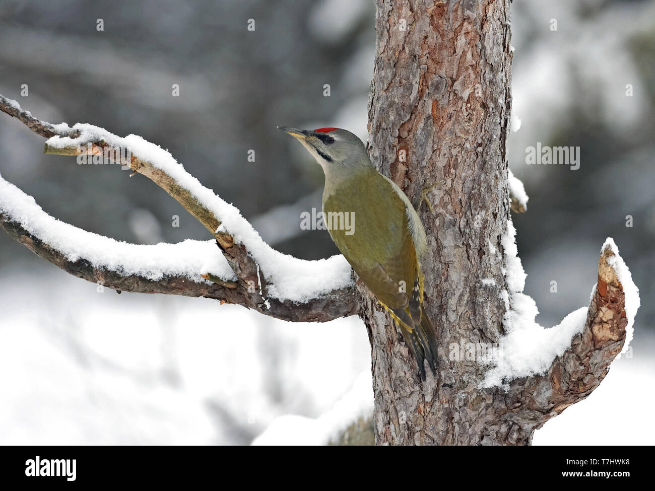 Grey-headed Woodpecker, Picus canus Stock Photo