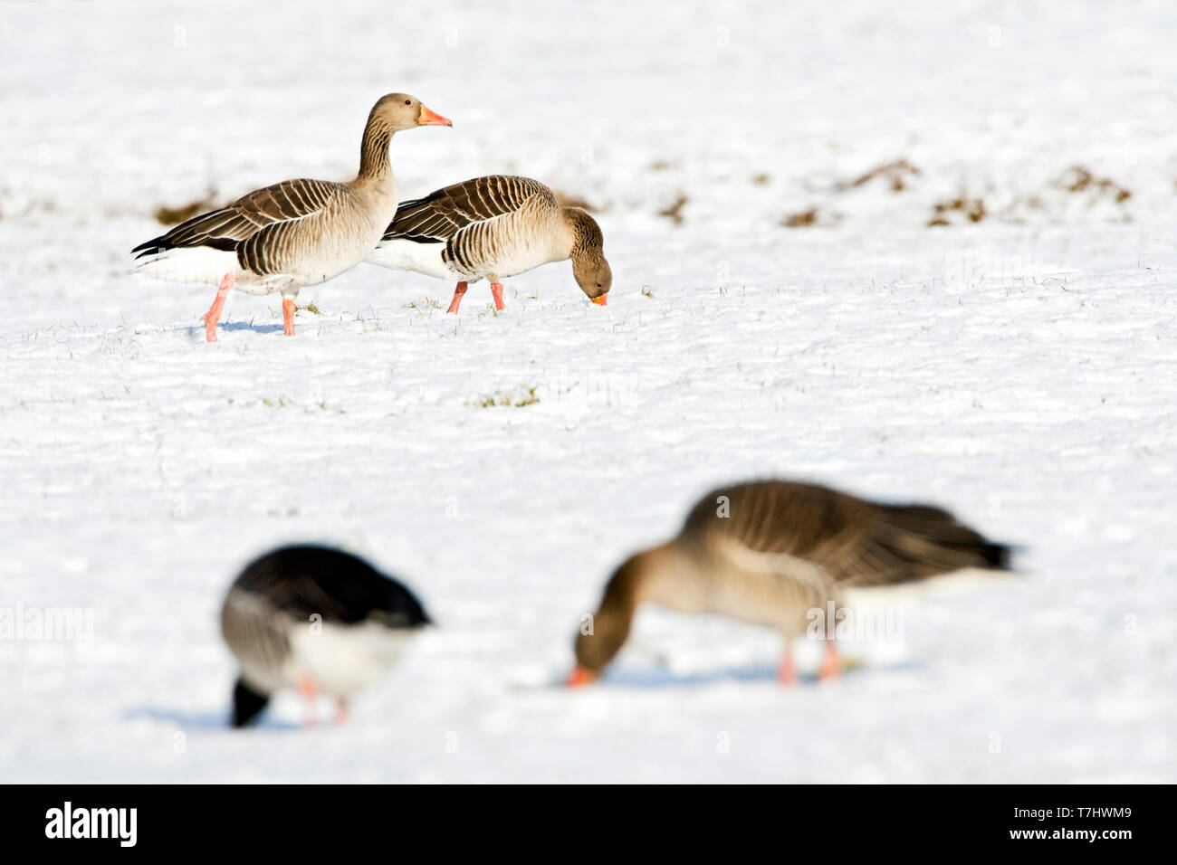 Greylag Geese (Anser anser) wintering in the Netherlands. Standing on a snow covered Dutch meadow. Stock Photo