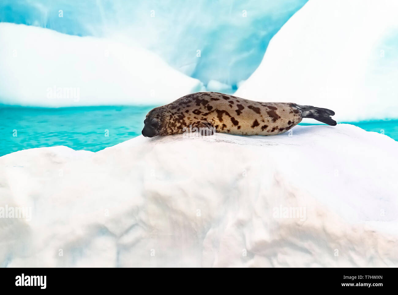 Female Hooded Seal lingered on a ice pack in middle of the Greenland Sea. July 2010. Stock Photo