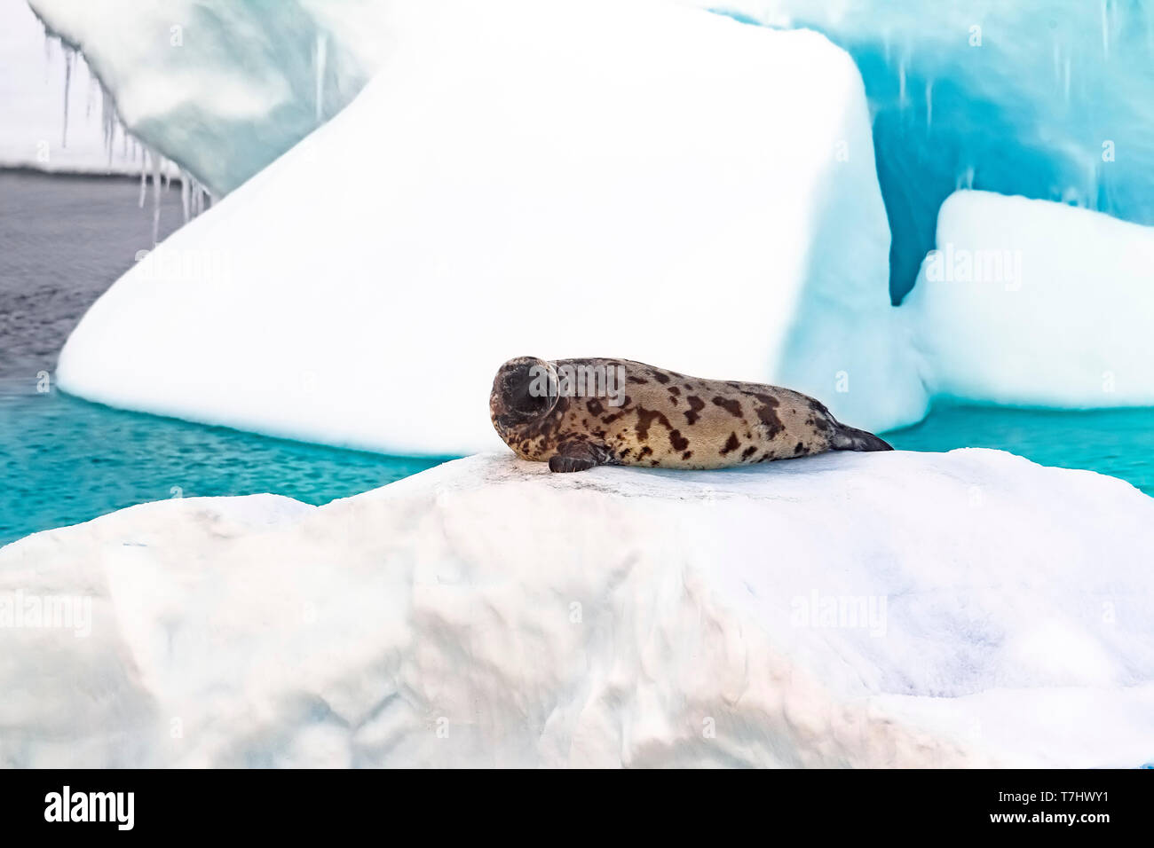 Female Hooded Seal lingered on a ice pack in middle of the Greenland Sea. July 2010. Stock Photo