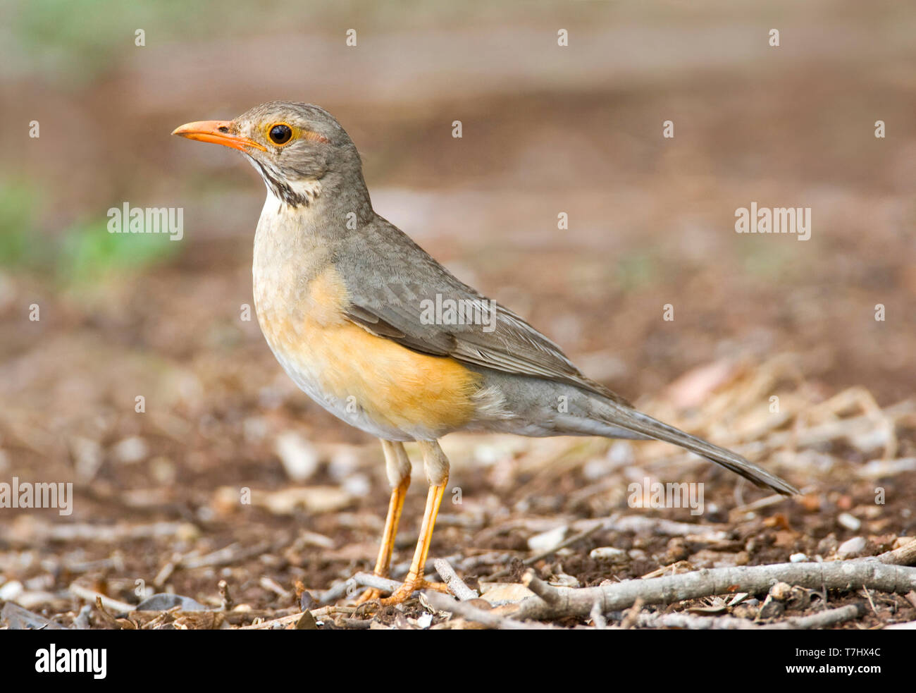 Kurrichane Thrush (Turdus libonyana) standing on the ground in a safari camp in Kruger National Park in South Africa. Side view of an adult bird. Stock Photo
