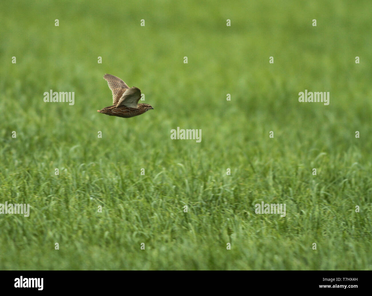 Common Quail (Coturnix coturnix) in flight over green meadow in the  Netherlands during summer Stock Photo - Alamy