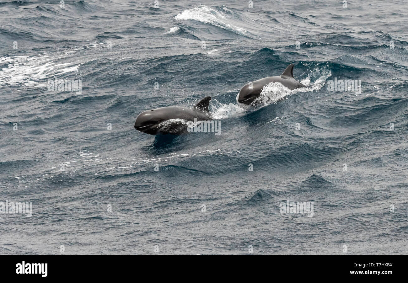 Melon headed whale hires stock photography and images Alamy