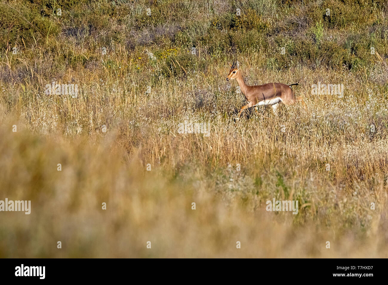 Mountain gazelle gazella gazella hi-res stock photography and images ...