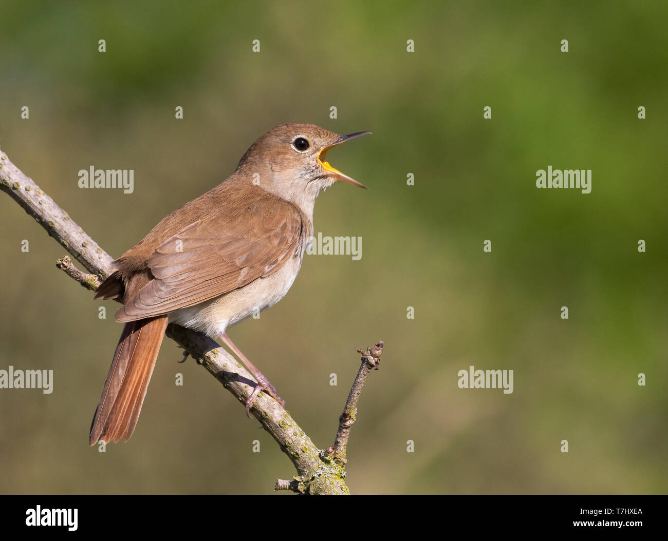 Singing Common Nightingale Stock Photo - Download Image Now