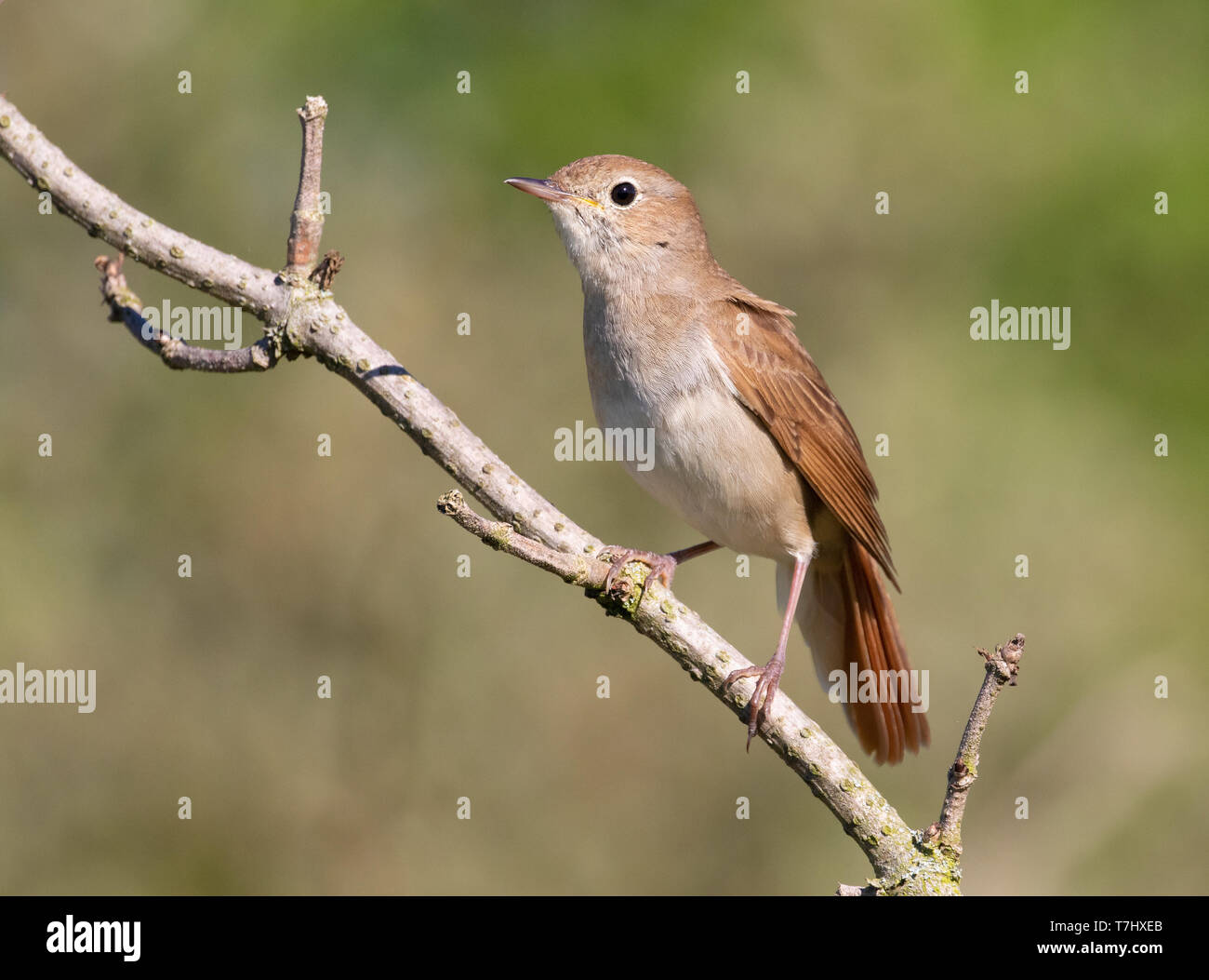 Common Nightingale Luscinia Megarhynchos During Spring In The Coastal common-nightingale-luscinia-megarhynchos-during-spring-in-the-coastal