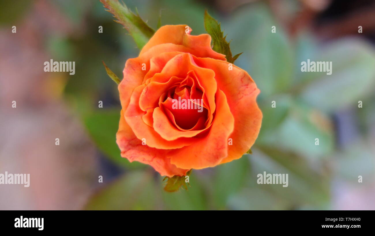 Garden stock rose hi-res stock photography and images - Alamy
