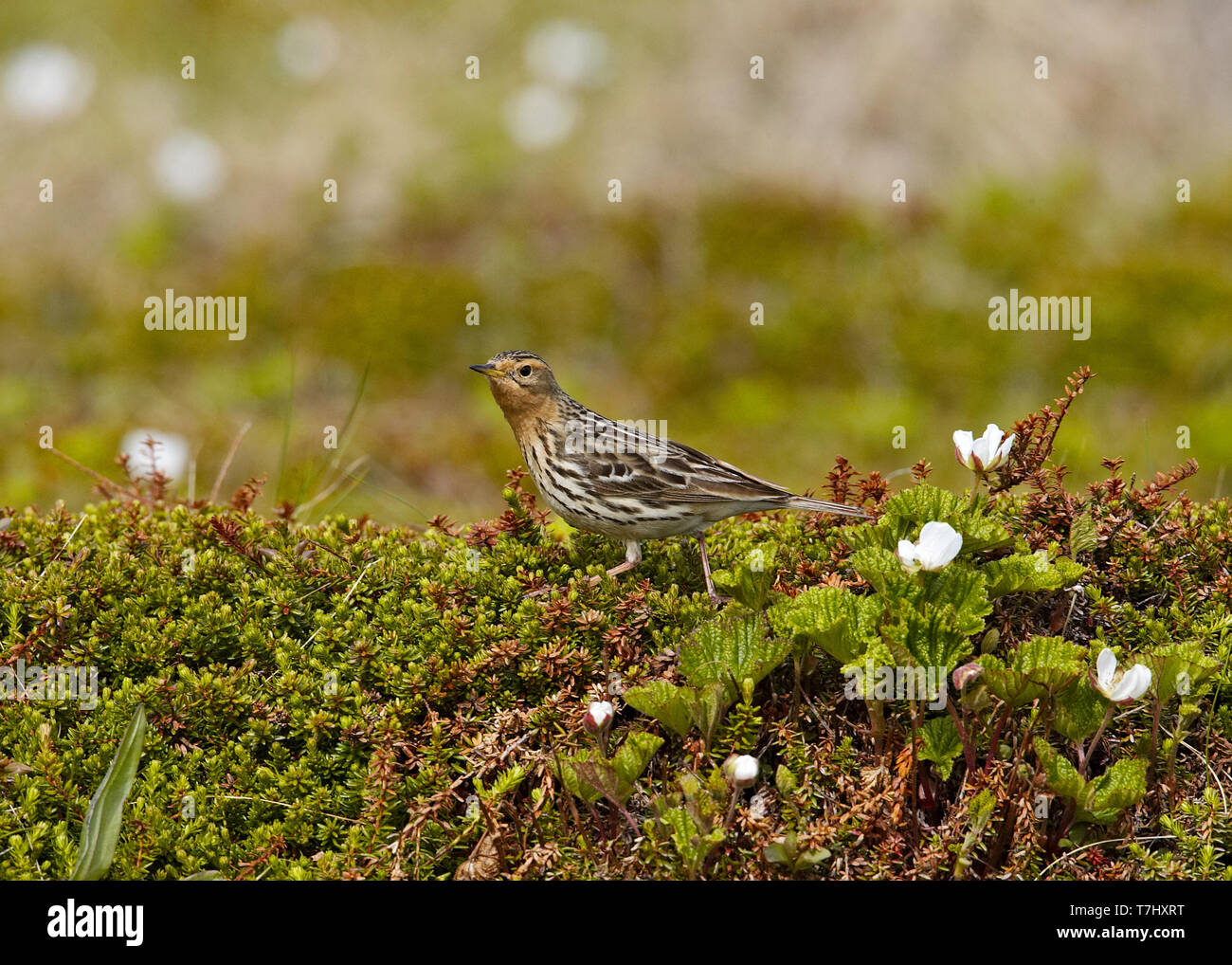 RedThroated Pipit, Anthus cervinus Stock Photo Alamy