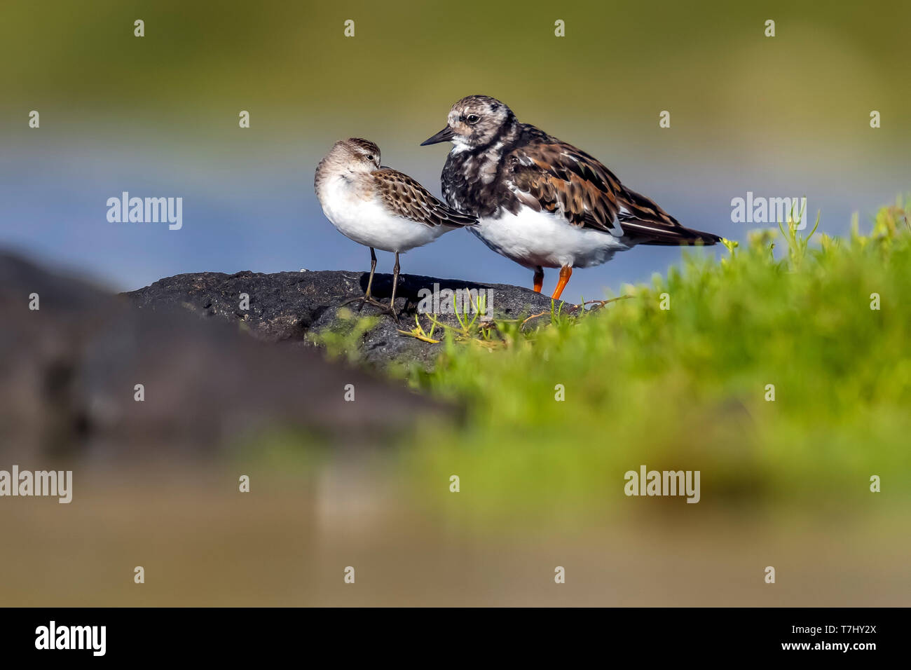 First winter Semipalmated Sandpiper sitting beside a Turnstone in Cabo da Praia quarry, Terceira, Azores. October 03, 2018. Stock Photo