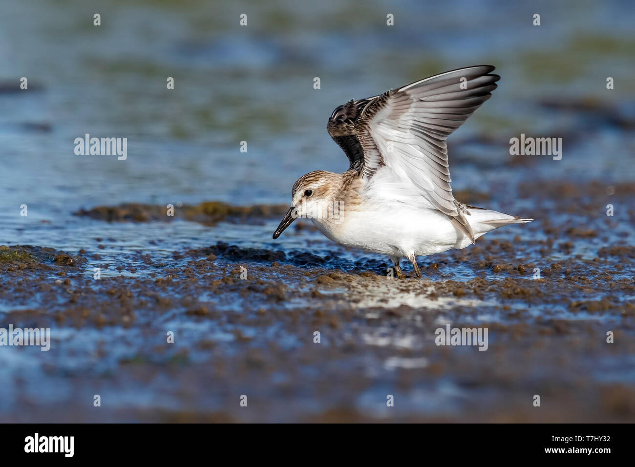 First-winter Semipalmated Sandpiper walking on mudflat in Cabo Da Praia quarry, Terceira, Azores. October 03, 2018. Stock Photo