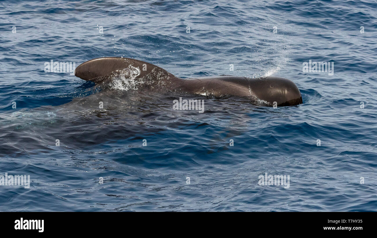 Bull Short-finned Pilot Whale surfacing front of the boat off Sao Nicolau, Cape Verde. June 4, 2018. Stock Photo