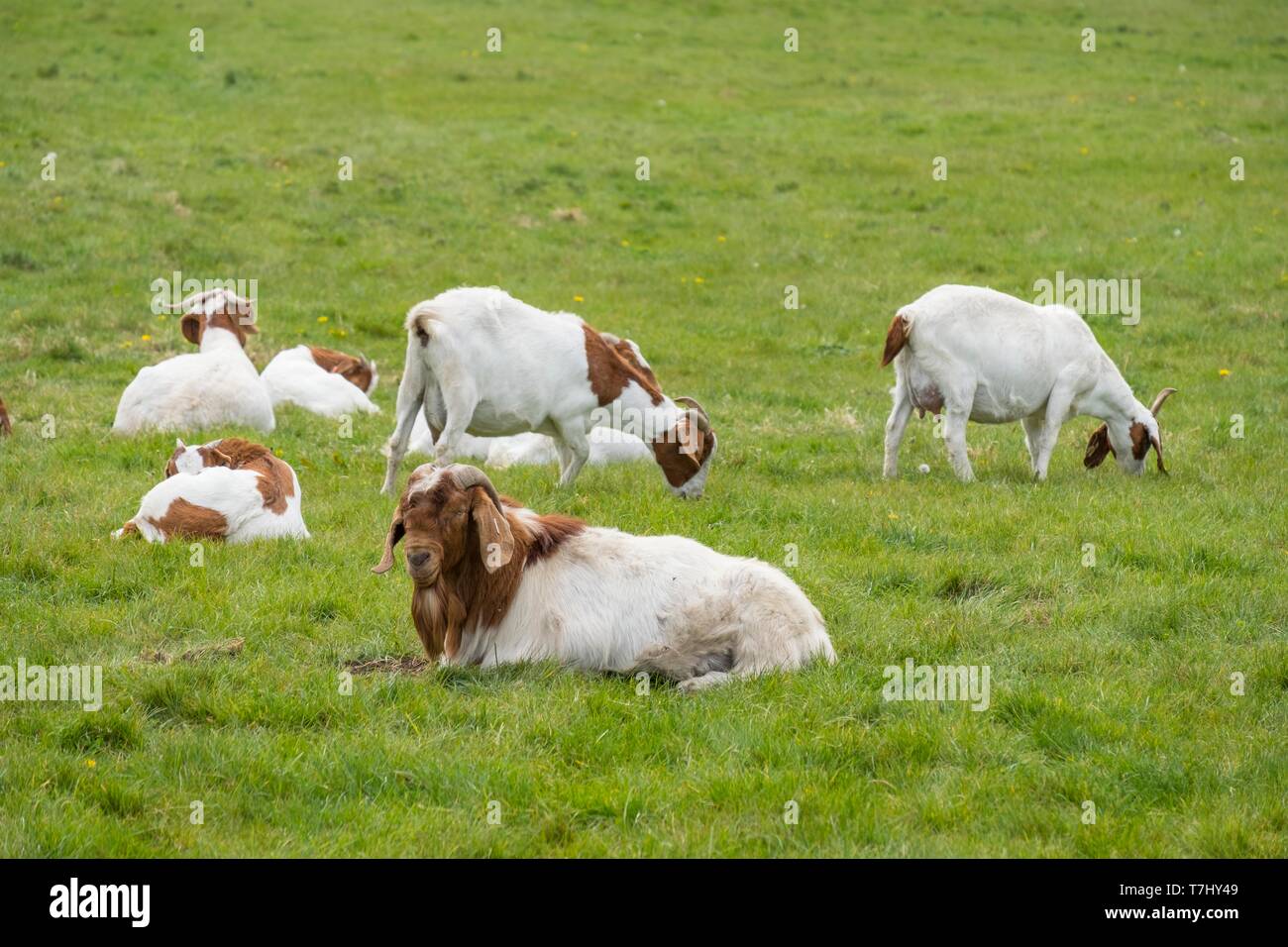 Boer goats, Capra aegagrus hircus Stock Photo