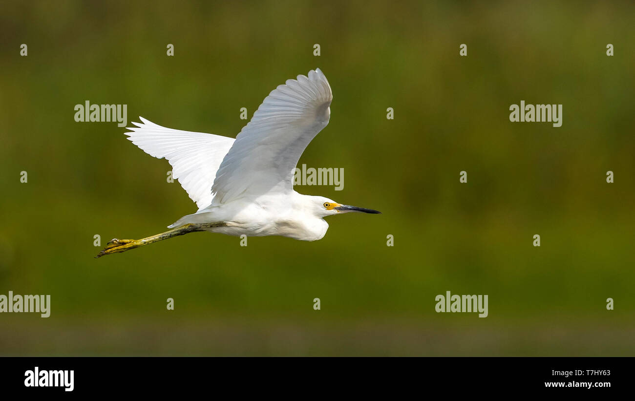 Snowy Egret flying over Cape May point, Cape May, New Jersey. August 29, 2016. Stock Photo