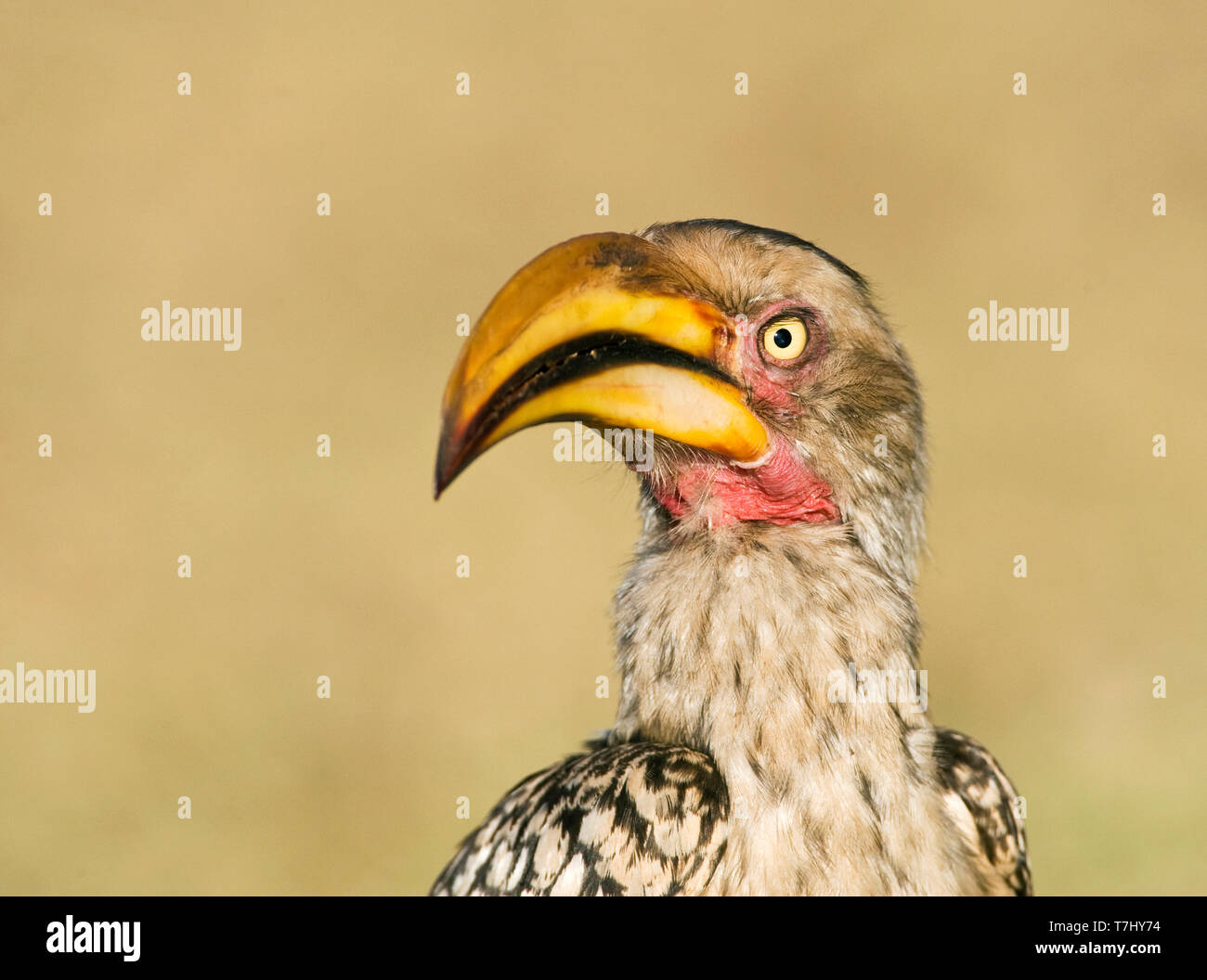 Southern Yellow-Billed Hornbill (Tockus leucomelas) standing on the ground in a safari camp in Kruger National Park in South Africa. Stock Photo