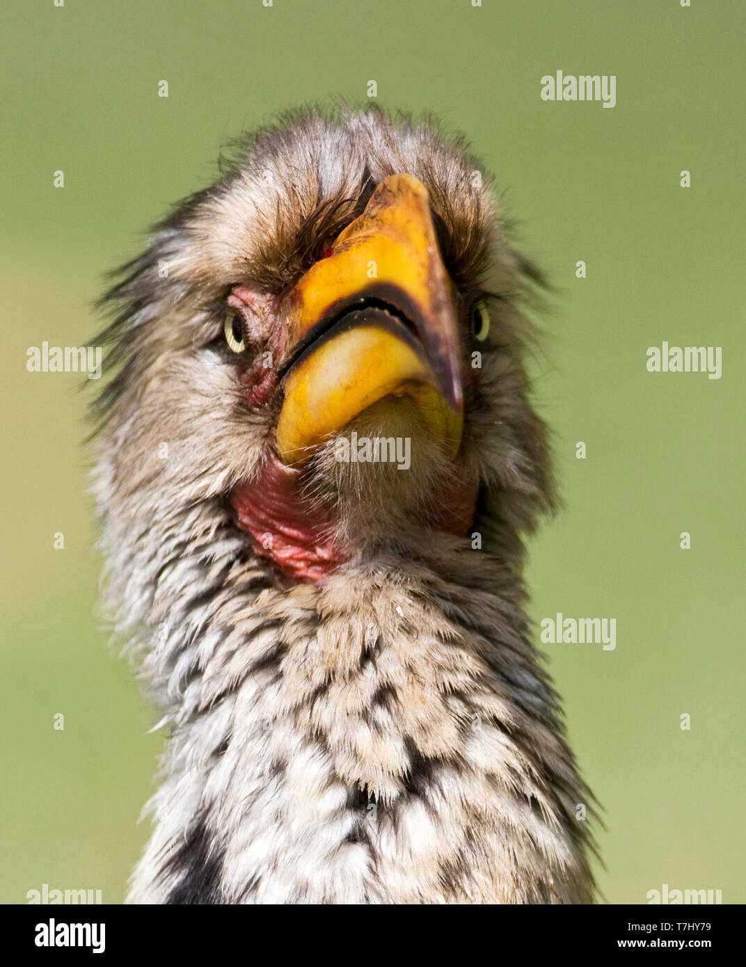 Southern Yellow-Billed Hornbill (Tockus leucomelas) standing on the ground in a safari camp in Kruger National Park in South Africa. Portrait of an ad Stock Photo